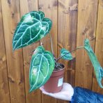 Antúria kryštálova (Anthurium crystallinum) - výška 20-30 cm, kont. C1,5L